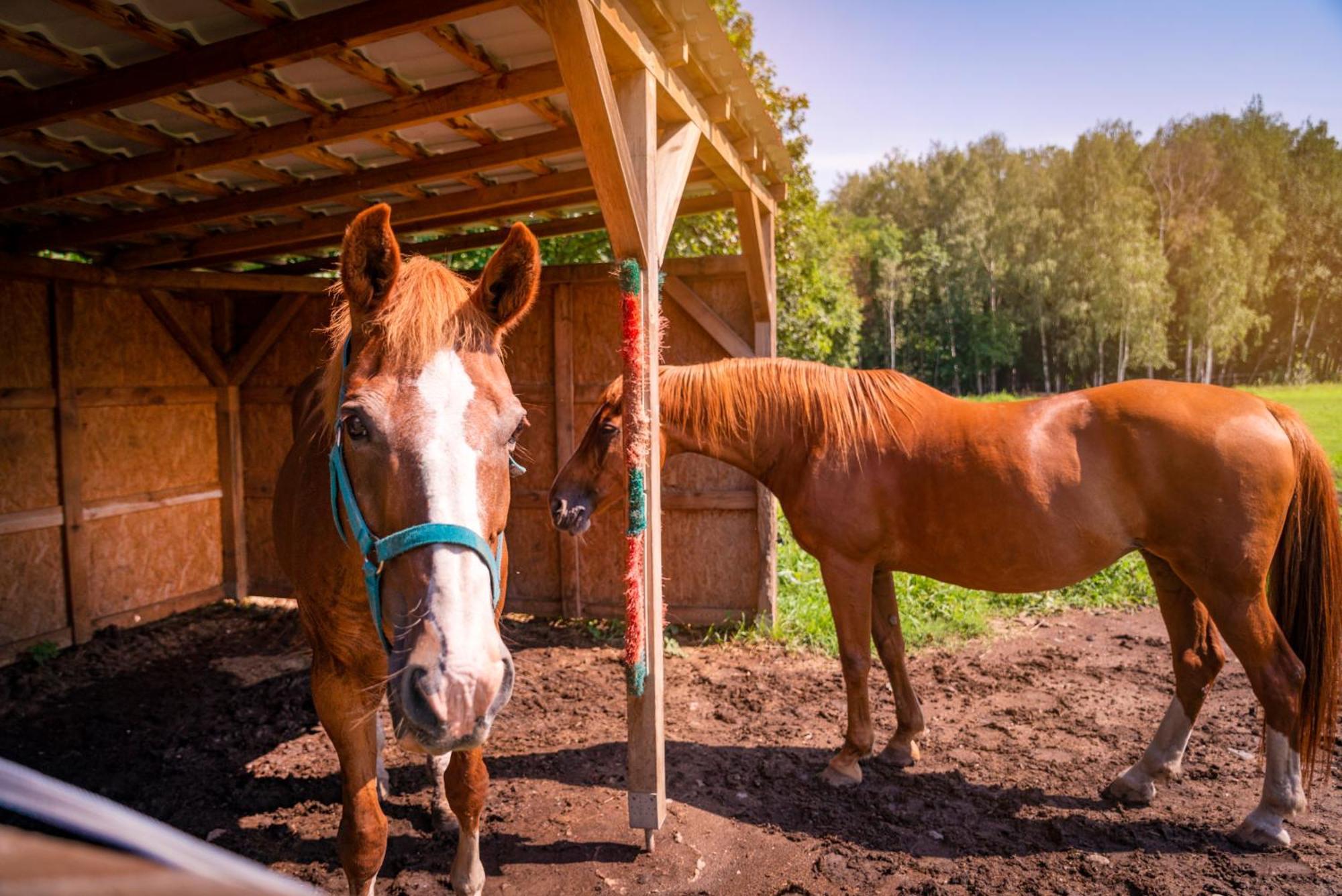 Pension U Jezu Klášterec nad Ohří Bagian luar foto